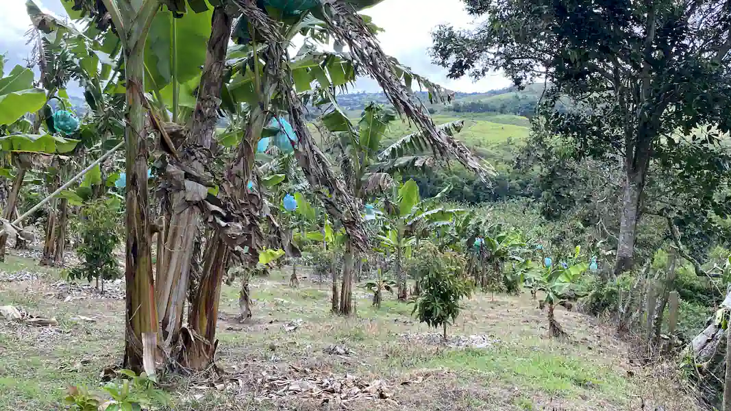 Finca La Esperanza